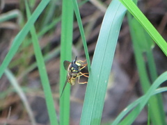 Chrysotoxum cautum