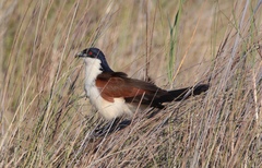 Centropus cupreicaudus