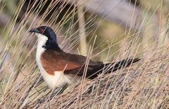 Centropus cupreicaudus