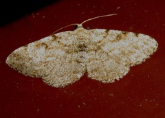 Digrammia gnophosaria