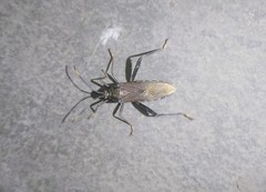Notobitus