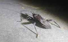 Notobitus