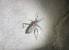 Notobitus