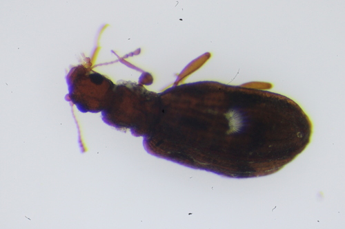 Plaster beetle photo 3
