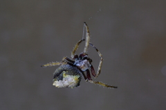 Socca pustulosa
