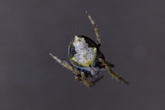 Socca pustulosa