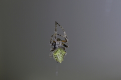 Socca pustulosa