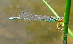 Enallagma antennatum