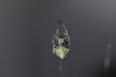 Socca pustulosa