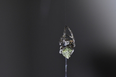 Socca pustulosa