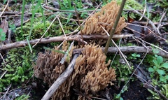 Ramaria australiana