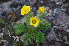 Geum glaciale
