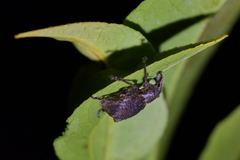 Catoptes binodis