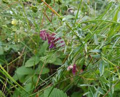 Vicia megalotropis