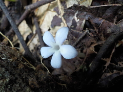 Voyria caerulea