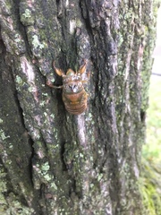 Cicadidae