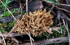 Ramaria australiana