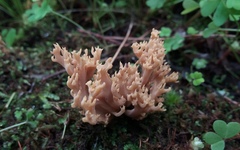 Ramaria australiana