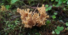 Ramaria australiana