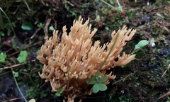 Ramaria australiana