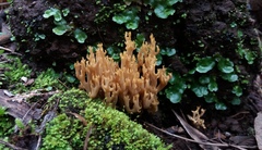 Ramaria australiana