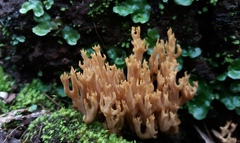 Ramaria australiana