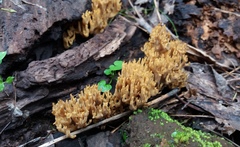 Ramaria australiana