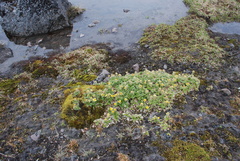 Geum glaciale