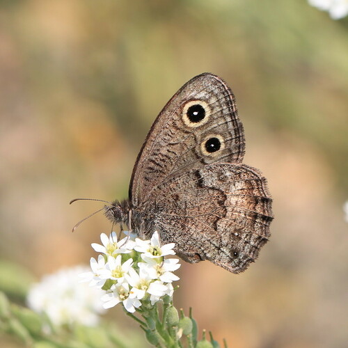 Great Basin Wood-Nymph