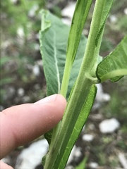 Verbesina virginica virginica