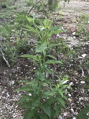 Verbesina virginica virginica