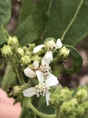 Verbesina virginica virginica