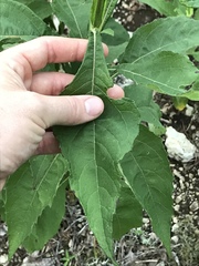 Verbesina virginica virginica