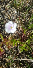 Oxalis minuta