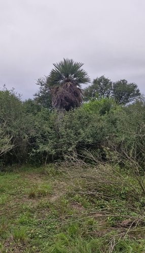 Image of Trithrinax campestris by (c) Eduardo Luis Beltrocco, some rights reserved (CC BY)