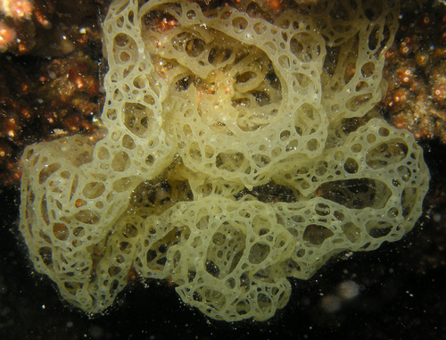 Hydroclathrus clathratus observed 2010-04-29