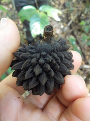 Duguetia