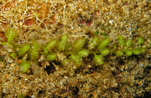 Caulerpa taxifolia observed 2012-05-07