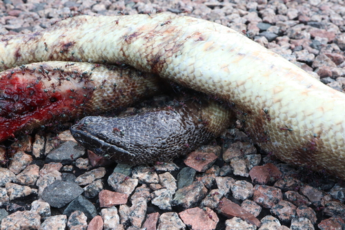 Black-headed Python sighting