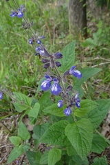 Salvia urticifolia