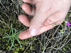 Phemeranthus calcaricus