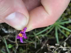 Phemeranthus calcaricus