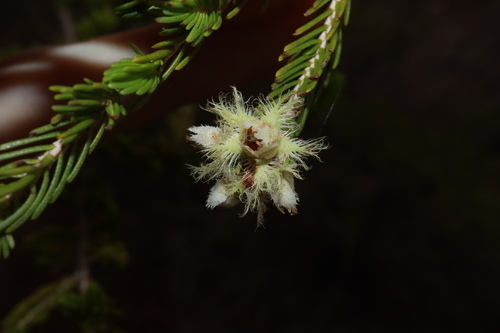 Image of Verticordia cunninghamii by (c) Thomas Mesaglio, some rights reserved (CC BY)