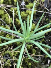 Phemeranthus calcaricus
