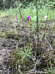 Phemeranthus calcaricus