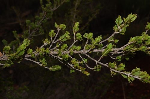 Image of Verticordia cunninghamii by (c) Thomas Mesaglio, some rights reserved (CC BY)
