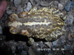 Incilius occidentalis