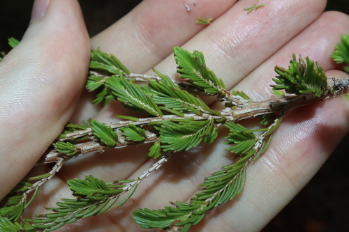 Image of Verticordia cunninghamii by (c) Thomas Mesaglio, some rights reserved (CC BY)