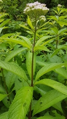 Eutrochium