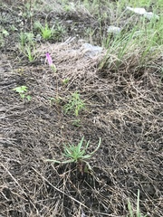 Phemeranthus calcaricus